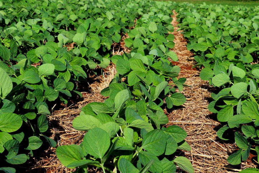 Soybean cultivation in the south of Brazil. Beautiful green soy fields growing in rows, agriculture generating money for the local economy. Rural improvement with technology.