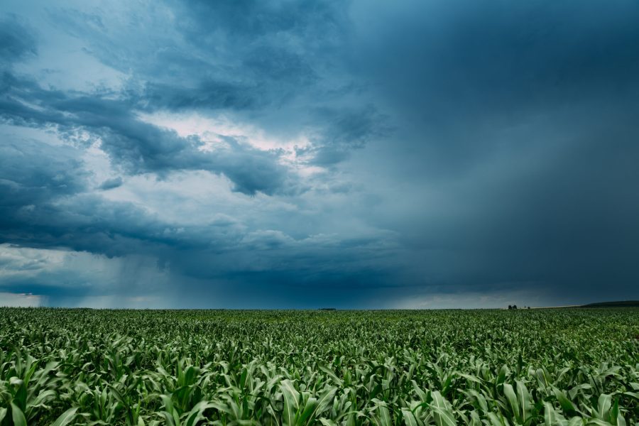 Rainy Sky With Rain Clouds On Horizon Above Rural Landscape Maize Field. Young Green Corn Plantation. Agricultural And Weather Forecast Concept.