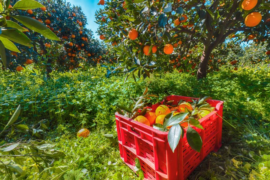 Red plastic fruit boxes full of oranges by orange trees during harvest season in Sicily. Harvesting oranges in Sicily, Italy, Europe