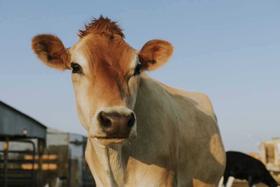 Rescued aubrac cow, The Sanctuary at Soledad