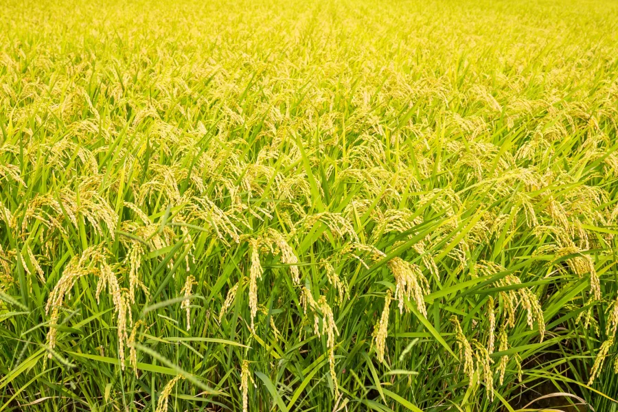 Rice farmland