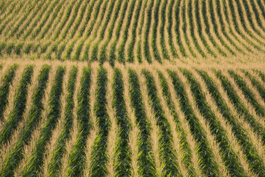 rows-of-corn-in-afternoon-sunlight-2023-11-27-05-24-39-utc