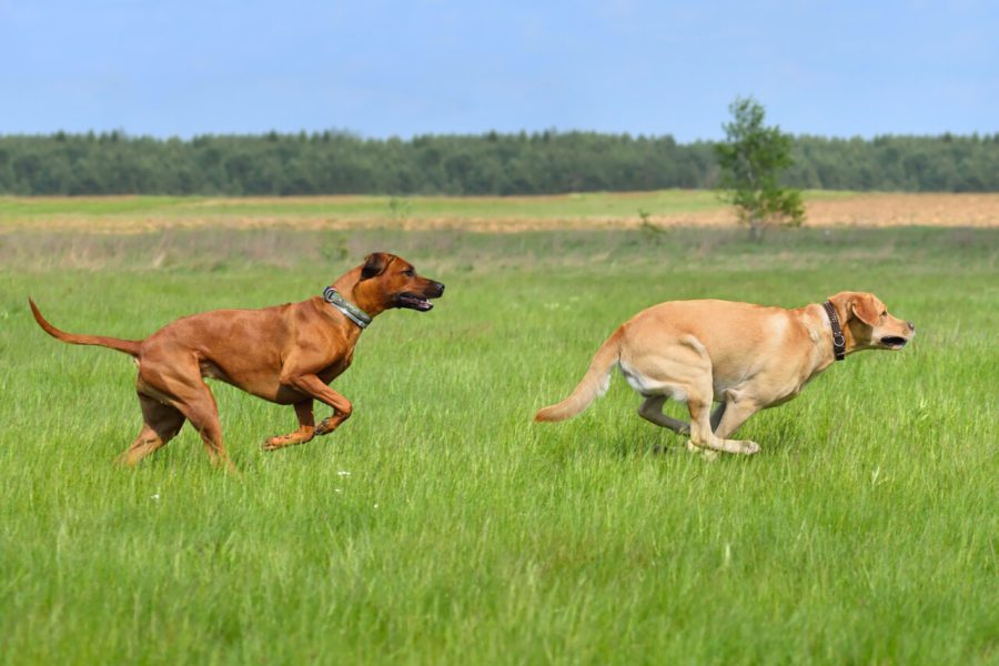 Labrador retriever and Ridgeback having fun in a green field