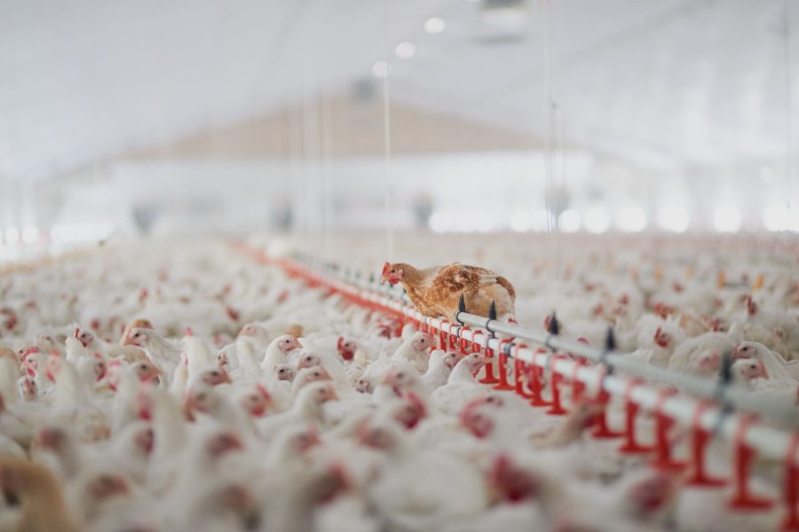 Shot of a large flock of chicken hens all together in a big warehouse on a farm.