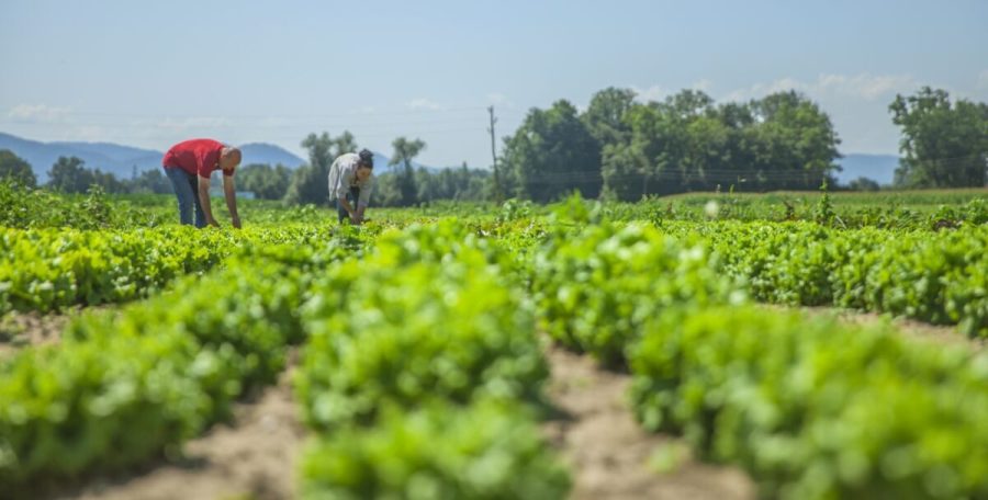 So many vegetables on this field. It`s a nice summer day.