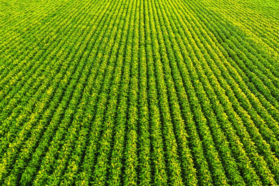 Soybean field with rows of soya bean plants. Aerial view. Agriculture in Austria