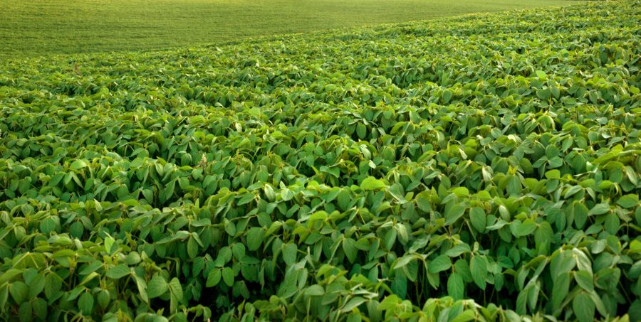 soybean green leaves close up, hills of the soybean field