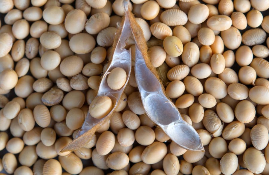 Soy bean, close up. Open soybean pod on dry soy beans background