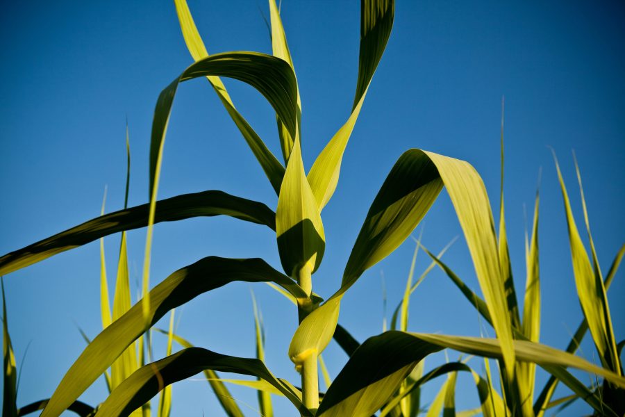 Sugar cane ready to be harvested