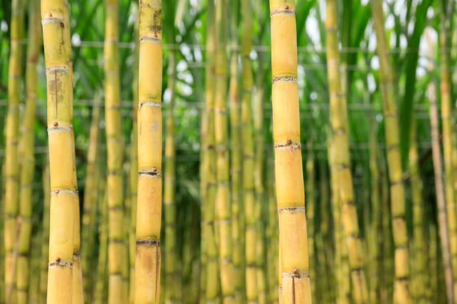 Sugarcane field with plants growing