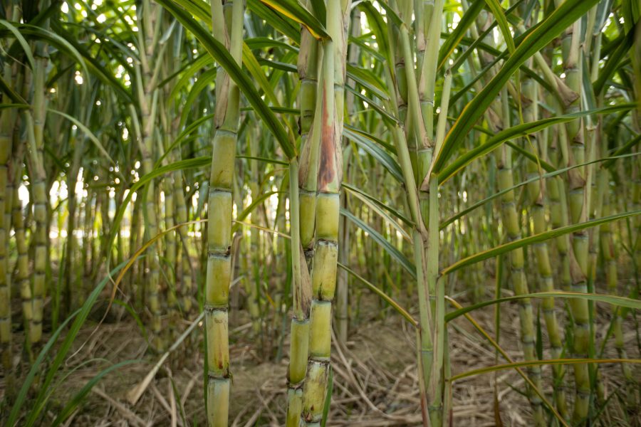 Sugarcane field with plants growing