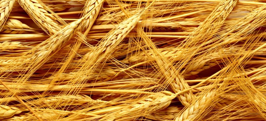 Close-up of ripe golden wheat field. Showcasing the texture and pattern of the cereal crop in a natural agricultural setting during the summer harvest. Perfect for background or nature-themed designs