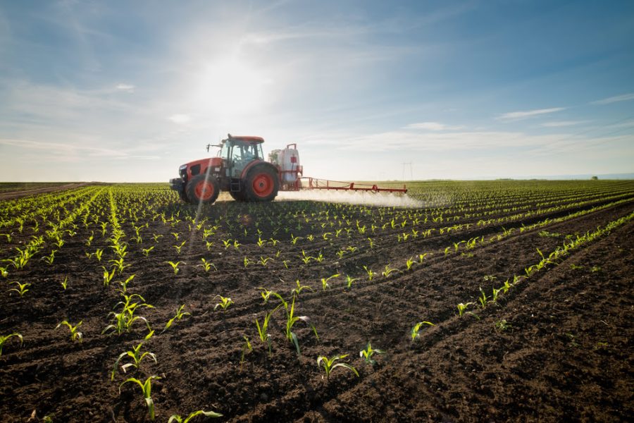 Tractor spraying young corn with pesticides