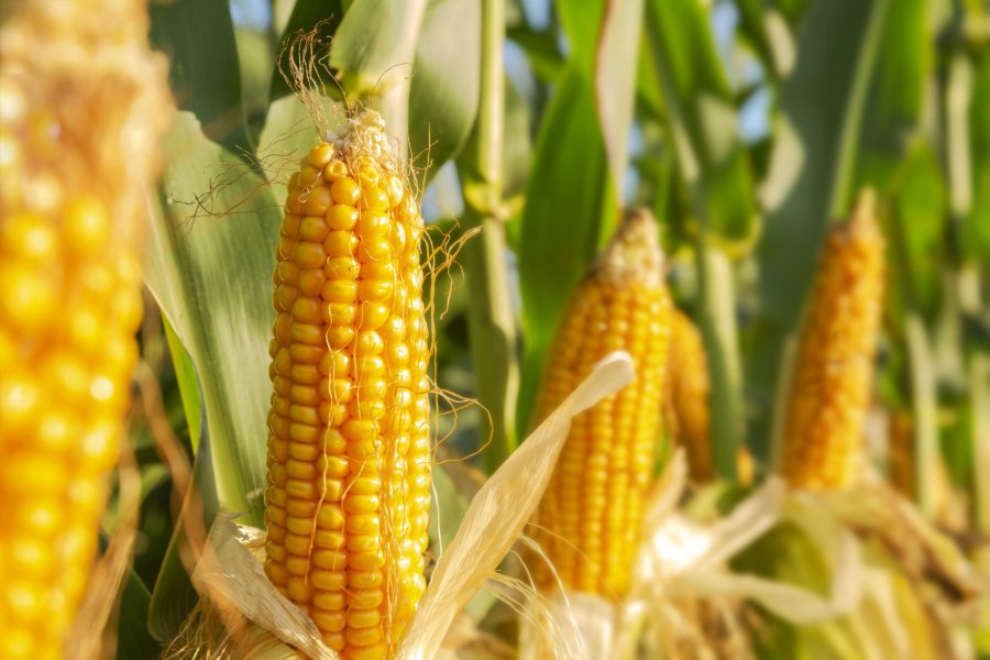 corn,plant,agriculturecorn,plant,agriculture