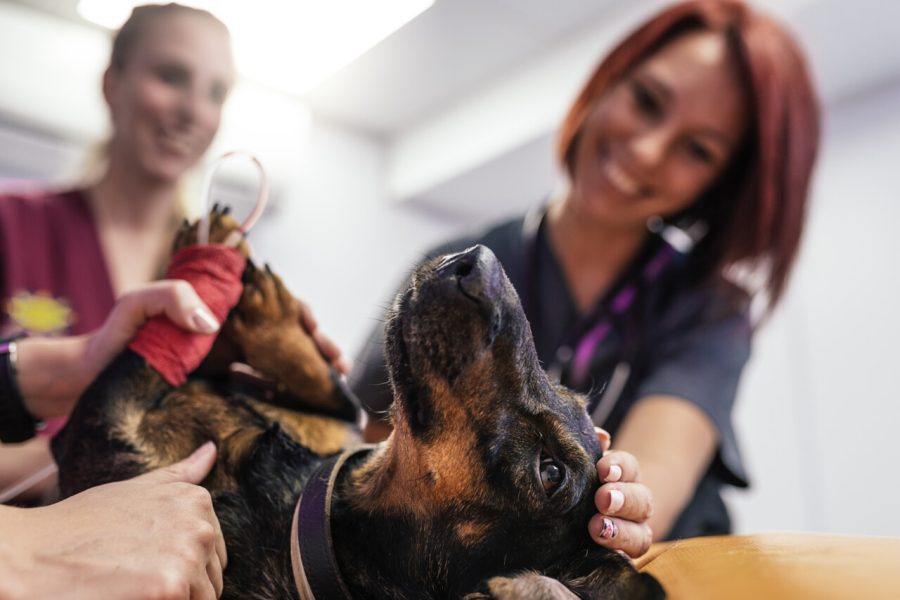 Veterinary team doctors are making a ultrasound scan of a cute beautiful dog. Veterinary Concept.