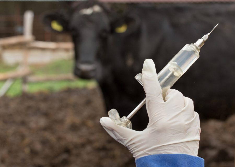 Close up of veterinarian hand holding syringe in front of cow on ranch