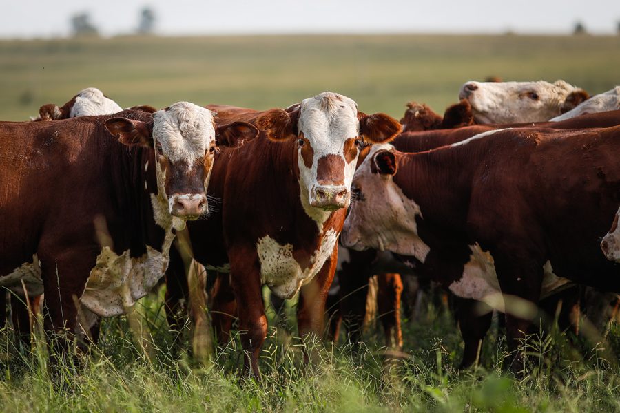 Rio Grande do Sul, 03 de abril de 2019. No 3º dia a comitiva do AgroBrazil visita o processo de empacotamento de arroz no Engenho Coradini e a vinícola Guatambu em Dom Pedrito. Foto: Wenderson Araujo/Trilux