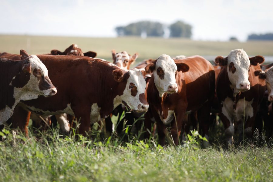 Rio Grande do Sul, 03 de abril de 2019. No 3º dia a comitiva do AgroBrazil visita o processo de empacotamento de arroz no Engenho Coradini e a vinícola Guatambu em Dom Pedrito. Foto: Wenderson Araujo/Trilux