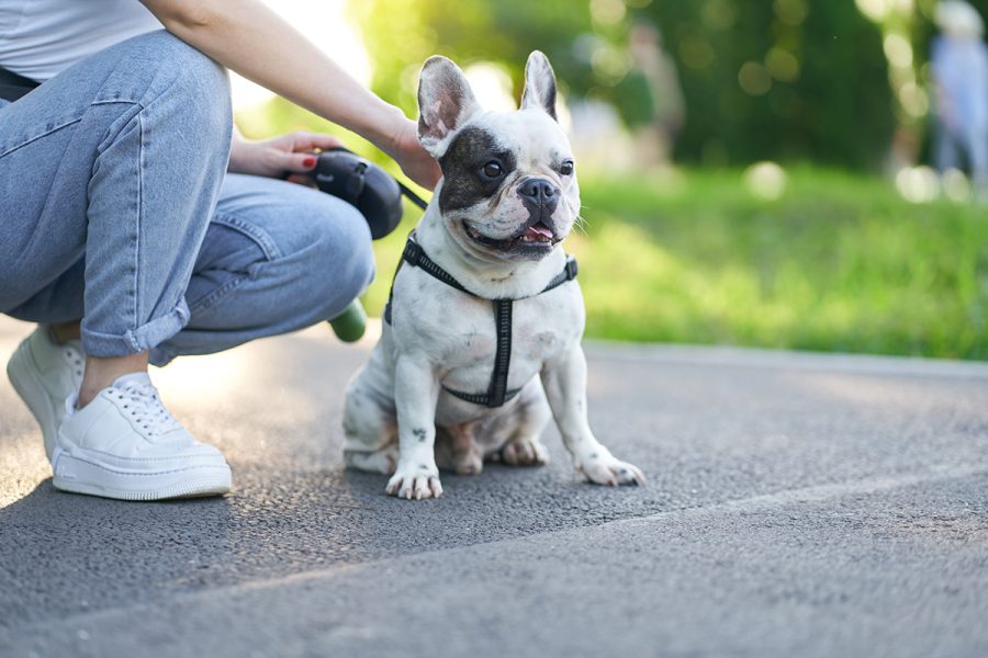 Front view of cute male french bulldog sitting on road and looking aside. Unrecognizable female owner holding pet using leash, having rest nearby in city park. Domestic animals, pets concept.