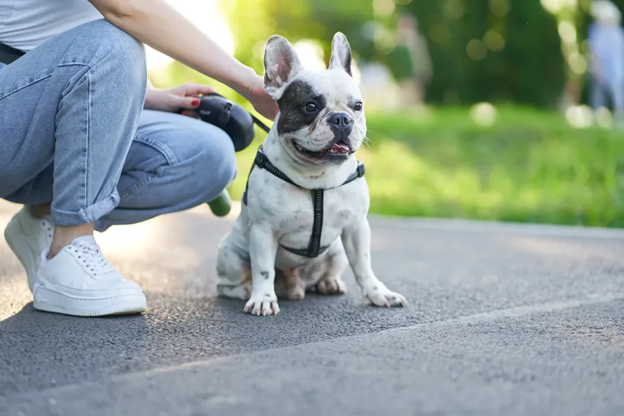 French bulldog having rest, sitting in park.