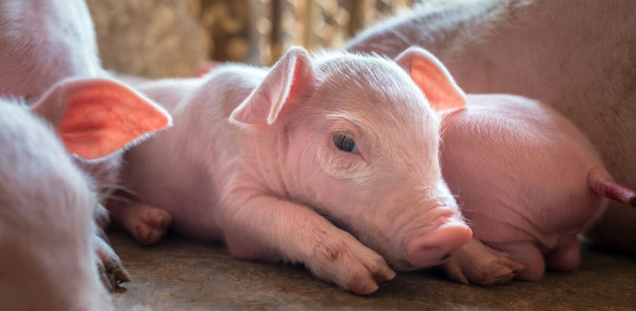 A week-old piglet cute newborn sleeping on the pig farm with other piglets