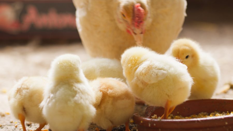 Close up of chicks eat feed