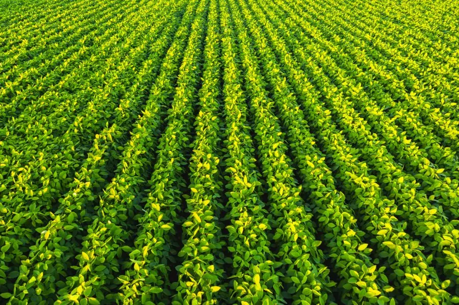 Soybean field with rows of soya bean plants. Aerial view. Agriculture in Austria